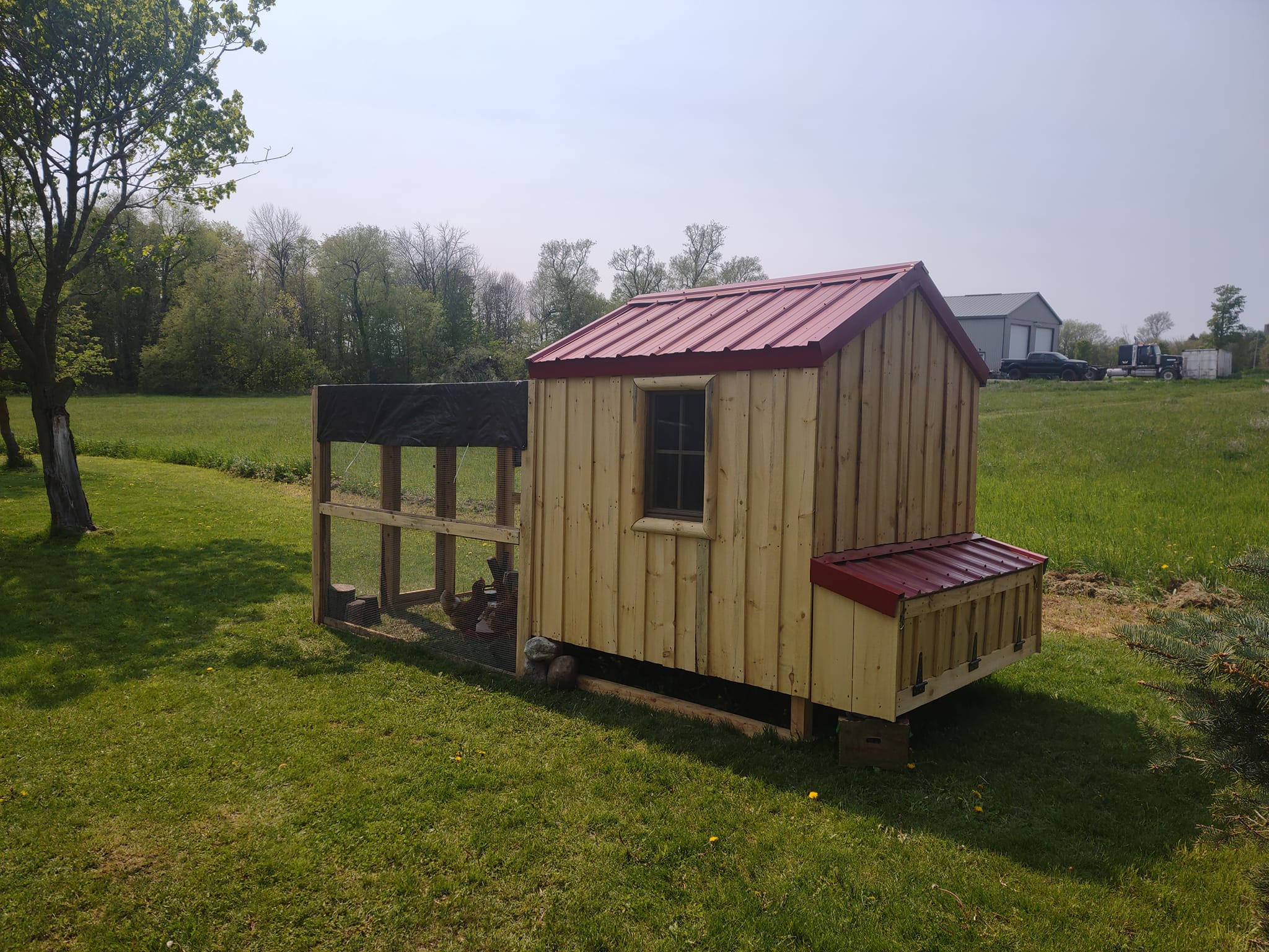 Country Clucker Deluxe Chicken Coop (With Run) Coops Cabins Country Clucker Deluxe Chicken Coop (With Run) Coops Cabins